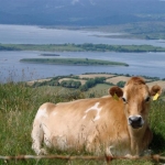 farmviews